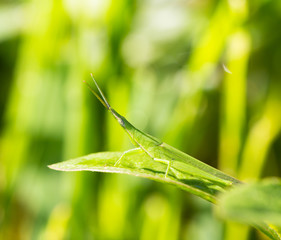 Grasshopper on the green grass