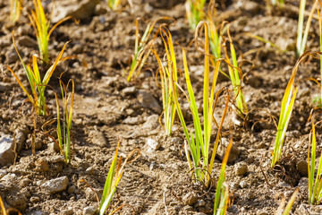 Green plant in the field
