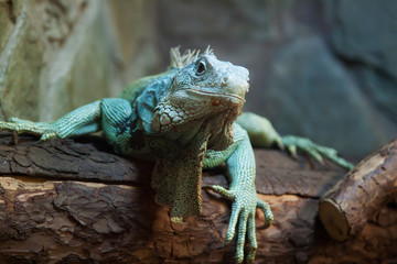 iguana