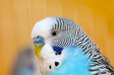 parrot wavy