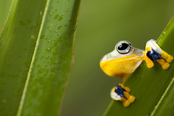 Exotic frog in indonesia