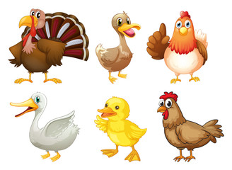 Six different birds