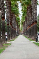 The neverending avenue with palms in Manacor. Majorca, Spain