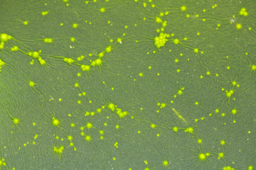 Macro image of a mold  green baclground