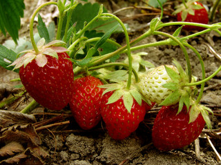 ripening strawberry fruits on the branch