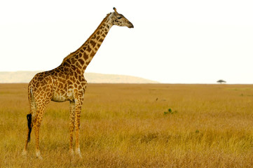 Naklejka na ściany i meble Masai Mara Giraffe
