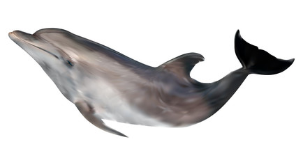 dolphin illustration isolated on white