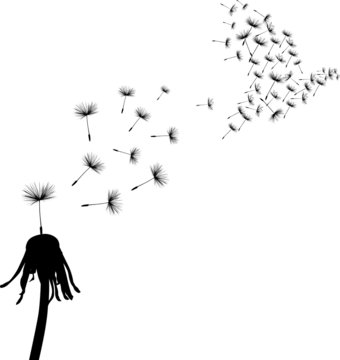 Fototapeta dove and seeds of dandelion