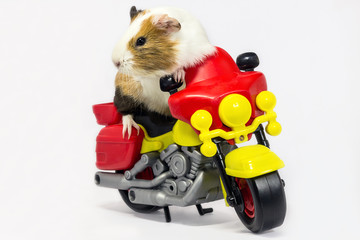 Guinea pig on a motorcycle.