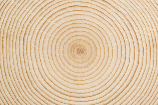 Texture circolare di legno