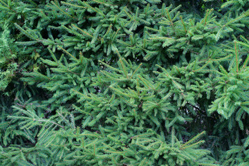Hedge of spruce - obrazy, fototapety, plakaty