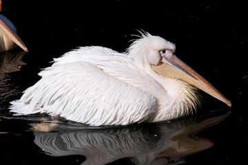 Pelican