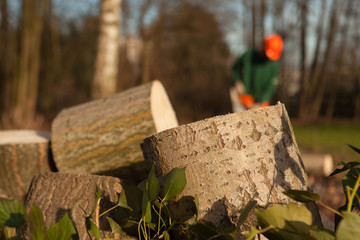 Baumstamm Haufen im Vordergrund Garten Waldpflege