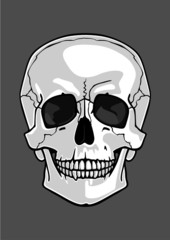 Illustration of a skull isolated on grey