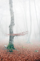 beech forest in autumn with mist
