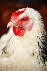 Chickens on traditional free range poultry farm