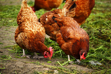 Chickens on traditional free range poultry farm