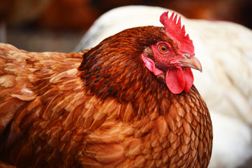 Chickens on traditional free range poultry farm