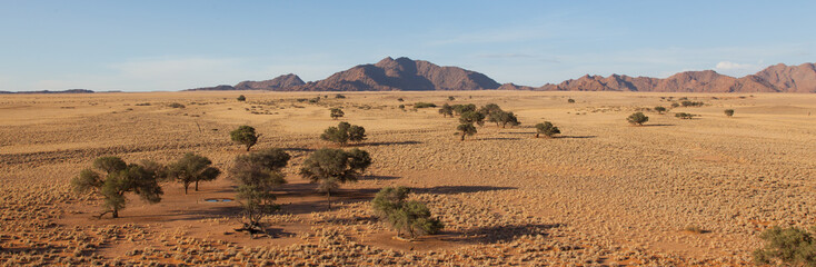 Desert landscape with grasses, red sand dunes and an African Aca