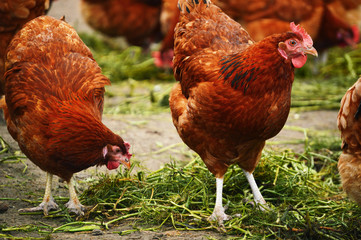 Chickens on traditional free range poultry farm