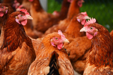 Fototapeta na wymiar Kurczaki na tradycyjnej farmie drobiu na wolnym wybiegu