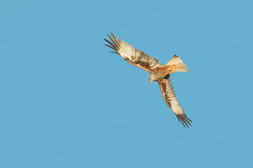Red Kite