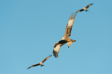 Red Kite