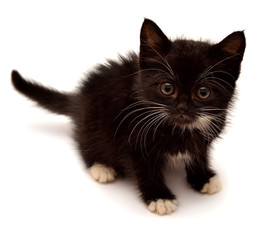 Little kitten