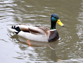 A wild duck