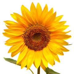 Fototapeta premium Sunflower