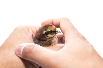 little chicken on hand isolated on the white