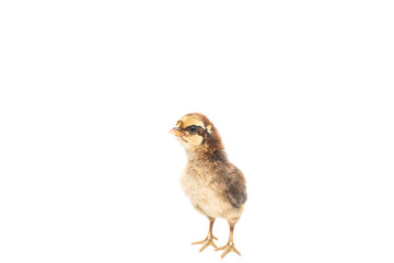 Little chicken isolated on white