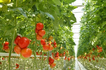 Fotobehang tomatoes © Leonidovich