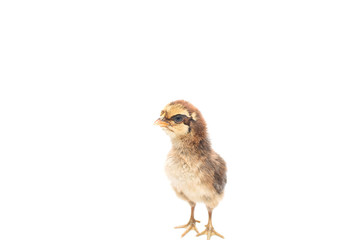 Little chicken isolated on white