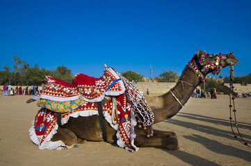 A desert camel