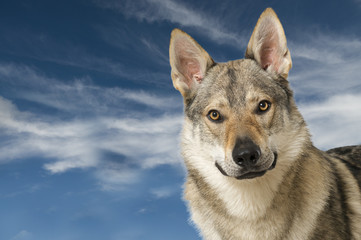 Wolfshund
