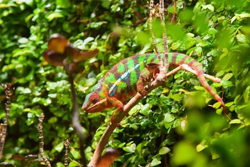 Wall murals Chameleon colorful chameleon