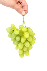 Green ripe grapes in hand.
