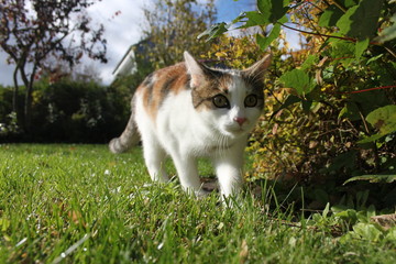 süße Hauskatze im Grünen