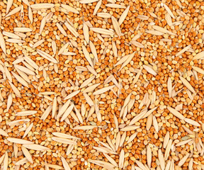 Closeup of wheat grains.