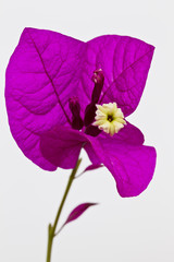 Isolated on white the flower of a Bougainvillia plant