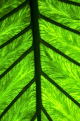 abstract leaf and his veins background 4 green  black    in the