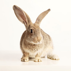 brown rabbit on white background