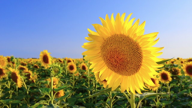 Sunflower on the sunflower field against a blue sky near the Mariupol city  before war 2022, Ukraine