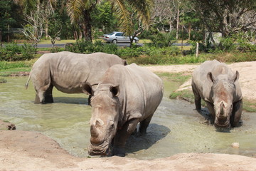 Naklejka premium Носороги прогуливаются по озеру