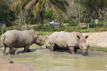 Fototapeta premium Носороги в жаркий день на маленьком озере
