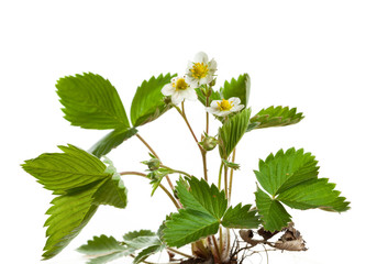 Fragaria vesca