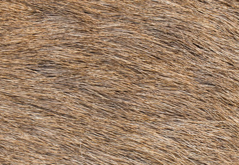 Brow-Antlered Deer skin texture.