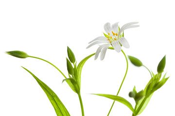 Addersmeat, Stellaria holostea