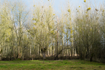 Trees in autumn in France